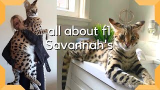 Savannah Cat  The Most Expensive Pet in the world  Largest cat breed F1 Savannah savannahcatscom [upl. by Annua433]