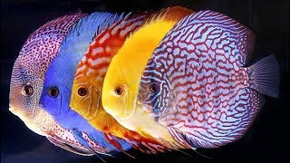 16 Varieties of Discus Fish [upl. by Nossaj]