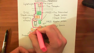 The Extrinsic Apoptosis Fas  Fas Ligand Pathway Part 1 [upl. by Scheider]