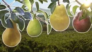 Pear Varieties [upl. by Ahsiugal]