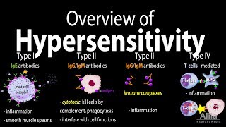 Hypersensitivity Overview of the 4 Types Animation [upl. by Tisha]