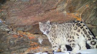 Rare Footage of Snow Leopard Roaring and Marking [upl. by Ohara]