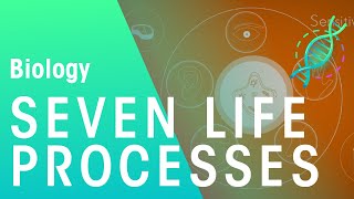 Seven Life Processes  Physiology  Biology  FuseSchool [upl. by Narag97]