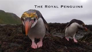 Royal Penguins are quite possibly the stars of the show on Macquarie Island [upl. by Older]