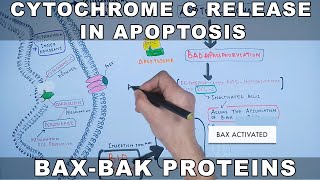 Mechanism of Cytochrome C Release from Mitochondria [upl. by Araeic]