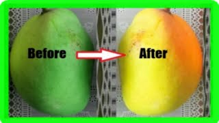 How To Ripen Mangoes Faster At Home 5 Simple Methods [upl. by Damour]