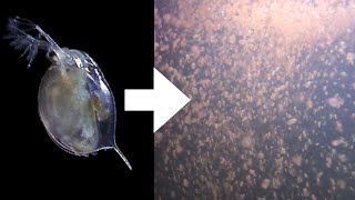 How I Culture Daphnia [upl. by Menell]