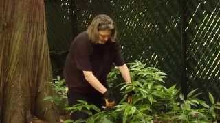 How to Prune a Drooping Leucothoe Shrub  Video Tutorials with Plant Amnesty [upl. by Beesley]