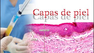 Las Capas de la piel Epidermis Dermis [upl. by Darees736]