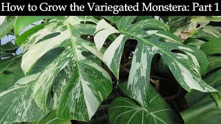 How to Grow the Variegated Monstera Part 1 [upl. by Salli529]