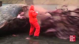 Man runs for cover as dead whale explodes everywhere [upl. by Layod817]