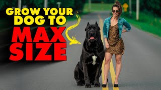 GROW Your Cane Corso to MAXIMUM SIZE [upl. by Sanburn]