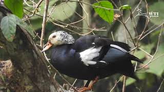 Whitewinged ducks in Dehing Patkai National Park [upl. by Matias779]