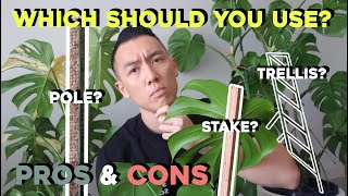 How to use a stake moss pole amp trellis for your Monstera  indoor plants  Pros amp Cons [upl. by Ahsiad620]