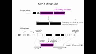 Gene Structure [upl. by Keener]