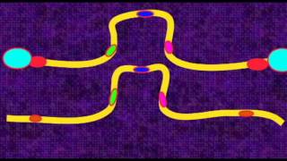 GENETICS 3 CHROMOSOMES PERICENTRIC PARACENTRIC INVERSIONS [upl. by Eeima]