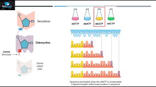 DNA Sequencing By Sanger Method [upl. by Ayiak237]