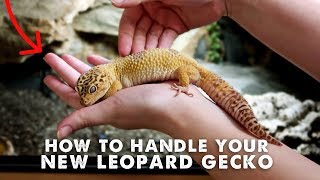 How To Handle amp Tame Your New Leopard Gecko  StepByStep Guide [upl. by Sedgewinn386]