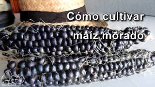 Cómo sembrar y cultivar maíz morado How to Plant Corn Seeds [upl. by Adnoma511]