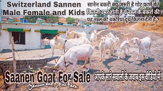 Most beautiful saanen goats  Switzerland saanen breed  Saanen and Alpine Goat farm in Pune [upl. by Salokcin]