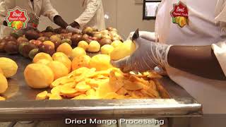 Processing Dried Mango [upl. by Rutledge]