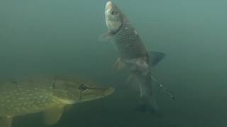 River Pike attacks Bigger Bait Bigger fish [upl. by Greggory]