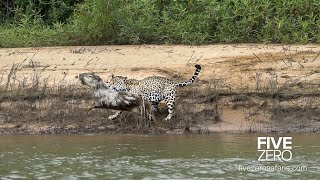 Careless Capybara gets Caught by Jaguar [upl. by Anialed868]