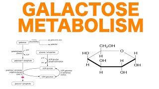 Galactose Metabolism [upl. by Ennaillek]