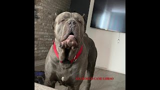 Cane Corso Puppy choosing  things to consider [upl. by Iturk]