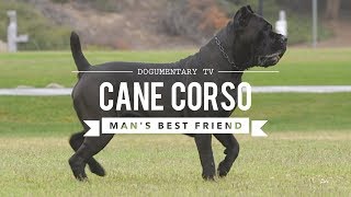 CANE CORSO MANS BEST FRIEND [upl. by Nnylecoj182]