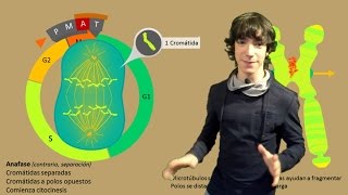 Mitosis Paso a Paso [upl. by Dyana]