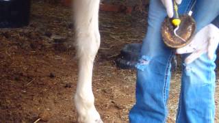 How to Trim Horse Hooves Basic Trim [upl. by Uon]