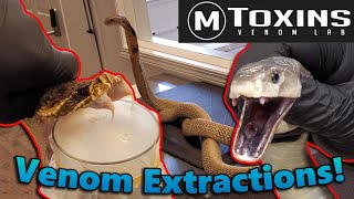 Touring MToxins Wisconsins Venom Lab [upl. by Aklam]