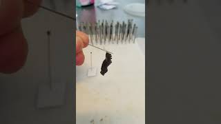 How to rehang a fallen Butterfly Chrysalis [upl. by Baerman]