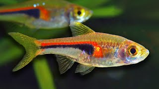 Top 10 Aquarium Fish For Beginners [upl. by Janifer15]