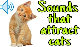 Sounds that attract cats  Meow to make cats come to you [upl. by Funch363]