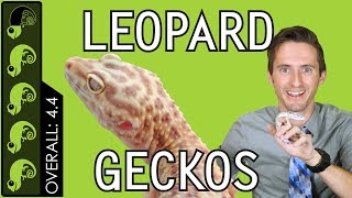 Leopard Gecko The Best Pet Reptile [upl. by Dorris]