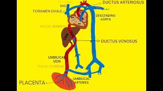 FETAL CIRCULATION [upl. by Naniac]