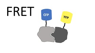 FRET  Förster Resonance Energy Transfer [upl. by Tterrab]