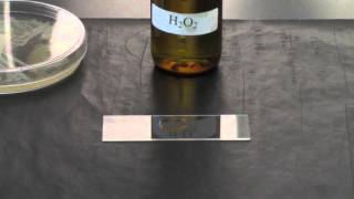 BIO 2192 UNIT 8  Catalase Test [upl. by Feodore]