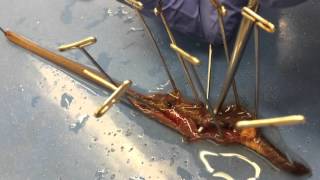 BMED 3110 Earthworm Dissection Tutorial [upl. by Nylirem617]