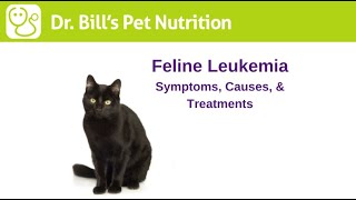 Feline Leukemia  Symptoms Causes amp Treatments  Dr Bills Pet Nutrition  The Vet Is In [upl. by Hcone]