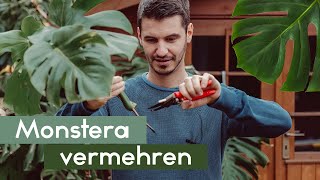 Monstera deliciosa und adansonii vermehren  Fensterblatt [upl. by Jd]