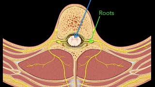 Spinal nerves [upl. by Yeffej]