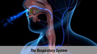 The Human Respiratory System Explained [upl. by Syxela]