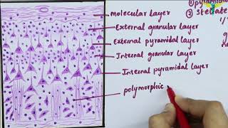 Histology of Cerebral Cortex [upl. by Belayneh]