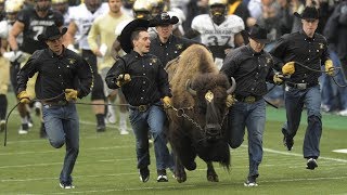 Watch University of Colorado Students Try Out to Run with a Buffalo [upl. by Kallick]