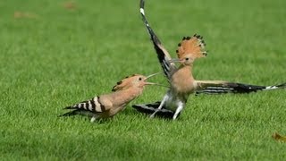 Mature Hoopoe Bird Feeding Their Young [upl. by Blankenship]