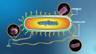 Structure and Replication of Bacterial Cells [upl. by Schaffer933]