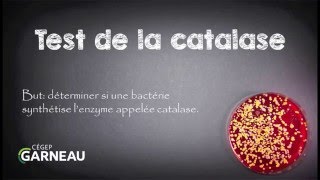 Test de la catalase [upl. by Anillehs188]